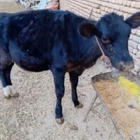 گوساله ماده 6 ماهه