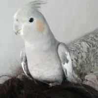 2تا عروس هلندی|پرنده|اسلام‌شهر, شهرک مهدیه|دیوار