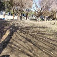 یک عددکبوتر  خارا کاکلی و یک خال سیاه گمشده