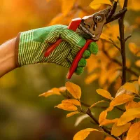 خدمات سیار  باغبانی وتمام امورات باغ و باغ شهری