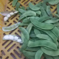 لوبیاسبز نرمه وفلفل گژلر ولوبیاخشک نرمه