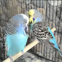 مرغ عشق انگلیسی گریدaو کوتوله مارال|پرنده|تهران, لویزان|دیوار