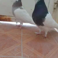 کبوتر نرو ماده طوق سیاه طوق شانزده ای