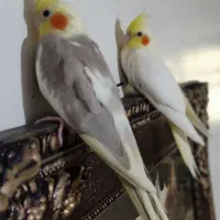 عروس هلندی ۲ ماهه