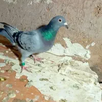 سینه سفید|پرنده|تربت‌حیدریه, حیدرآباد|دیوار