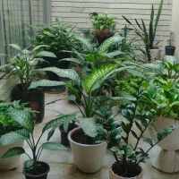 گل دفین و پتوس|گل و گیاه طبیعی|اصفهان, میرعماد|دیوار