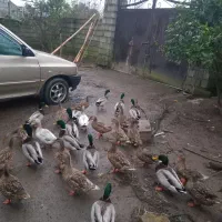 اردکهای پروازی کله سبزترین بالا|حیوانات مزرعه|رودبنه, |دیوار