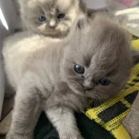 بچه گربه های اصیل ، نژاد خاصی از پرشین|گربه|لاهیجان, شیخ زاهد|دیوار