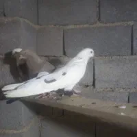 کبوتر دمسیاه نر ماده