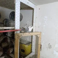 کفتر کله الماسی|پرنده|قیروکارزین, |دیوار