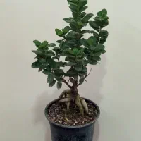 بنسای جینسینگ