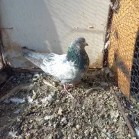 کبوتر|پرنده|همدان, |دیوار