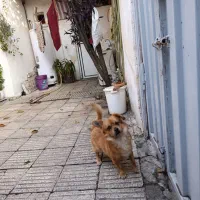 اشپیتز پاکوتا|سگ|گرگان, |دیوار