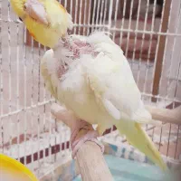 جوجه عروس هلندی زعفرانی|پرنده|مرودشت, کناره|دیوار