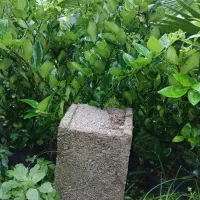 فروش یاس هلندی و پالم واشنگتن|گل و گیاه طبیعی|کلاچای, |دیوار