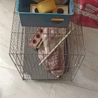 قفس|لوازم جانبی حیوانات|مشهد, شهید بهشتی|دیوار
