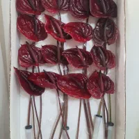 گل آنتریوم زرشکی