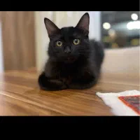 گربه مشکی DLH