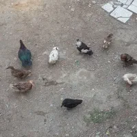 اردک پروازی ۲۳ عدد ۵،۵۰۰|حیوانات مزرعه|گلوگاه, |دیوار