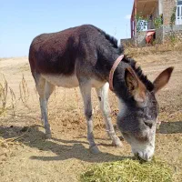 خر جوان آرام|حیوانات مزرعه|چهاردانگه (آذربایجان), |دیوار