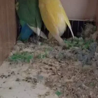 عروس هلندی کوتوله