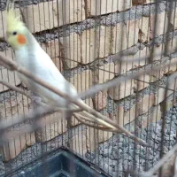 دو جفت عروس هلندی لوتینو|پرنده|میانه, |دیوار