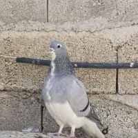 تعدادی شهری و پلاکی|پرنده|کازرون, |دیوار