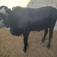 گوساله نر نافی و گوساله ماده