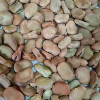 بذر باقلا زود رس و ایستال و برکت