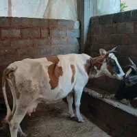 گاو با گوساله ماده