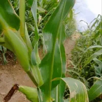 بوته آلوورا مادر