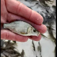 فروش بچه ماهی گپور