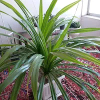 گل پاندانوس