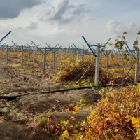 خدمات هـرس و داربستی کردن باغات انگور