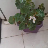 گل عروس بسبار زیبا