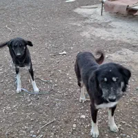 جفت سگ دوبرمن.مهران