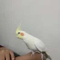 عروس هلندی دستی