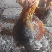 نیمچه برهما