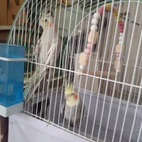 قفس . عروس هلندی مولد با تخم