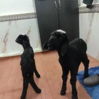 دوتا  شیری نر فروشی آگهی بخون