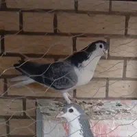 دمگیر بدرنگ|پرنده|زیباشهر, |دیوار