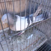 کبوتر نر پر