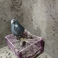 کفترمسافتی|پرنده|بیرجند, |دیوار