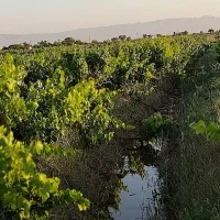 فروش باغ انگور اسفرورین