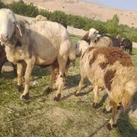 قوچ سفید|حیوانات مزرعه|اشترینان, |دیوار