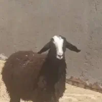 فروش بره شال وافشار