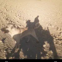 عقرب
