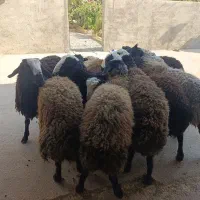12راس بره شیرمست شالی لاغر استخوان درشت|حیوانات مزرعه|قزوین, |دیوار