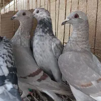 جوجه پلاکی و جوجه سینه ای