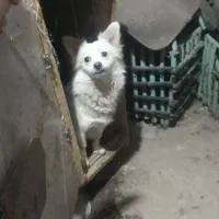 سگ 8ماهه